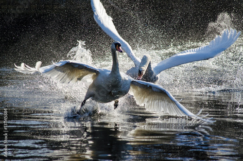 Fototapeta Naklejka Na Ścianę i Meble -  Dramatic action shot of two mute swans fighting on the River Lea at Enfield Lock, with wings flared and water spraying. A high-speed capture showing raw aggression and territorial behavior.