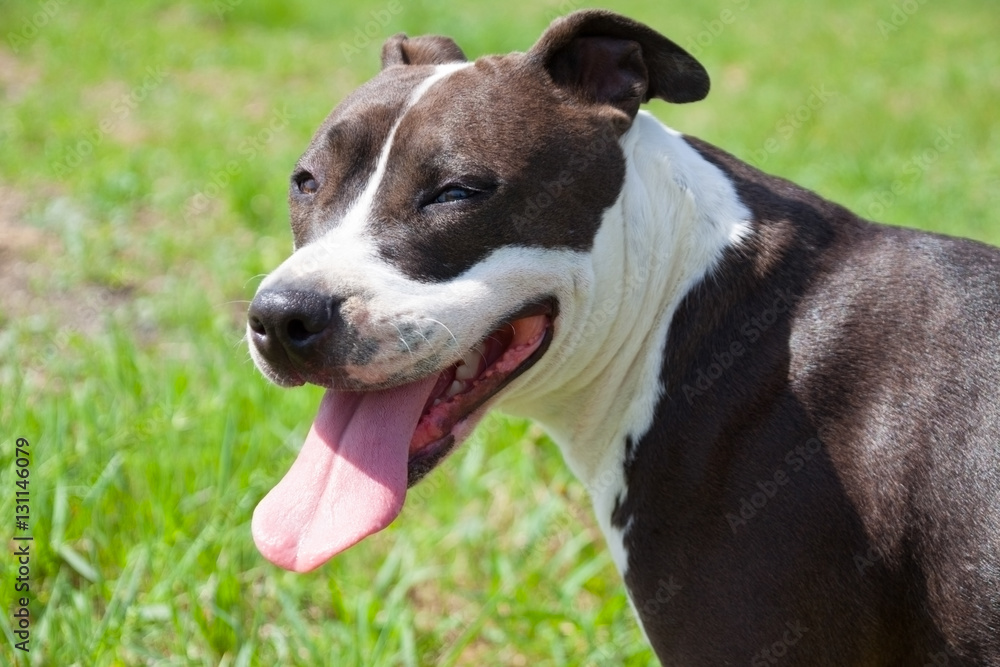 Portrait of nice American staffordshire terrier
