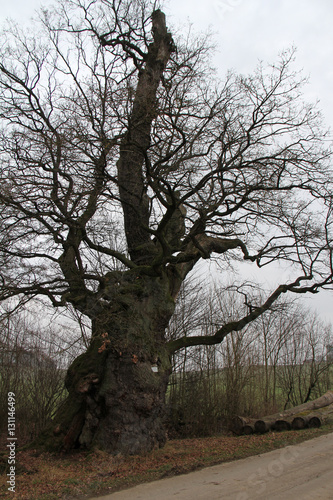 1000jährge eiche von borlinghausen photo