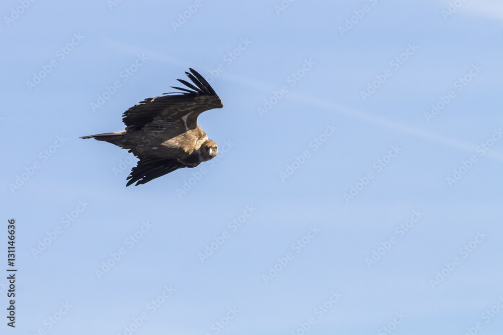 Griffon Vulture, in flight, Monfrague National Park, Extremadura, Spain. Griffon Vulture, in flight, Monfrague National Park, Extremadura, Spain.