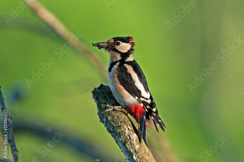 great spotted woodpecker, dendrocopos major
