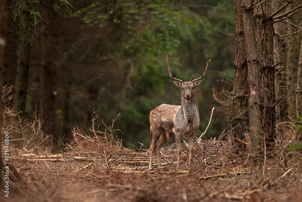 fallow deer, dama dama