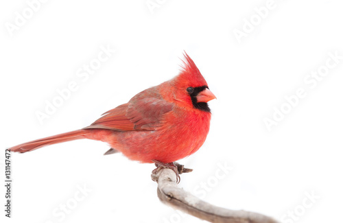 Papier peint Northern Cardinal isolated on a white background perched on a branch in winter i