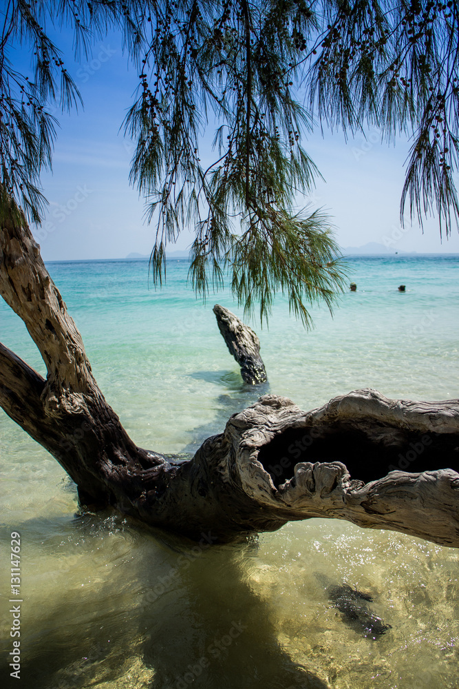 Tree trunk on a beach at Krabi, Thailand
