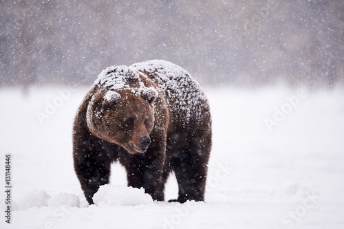 Fotografie brown bear walking in the snow