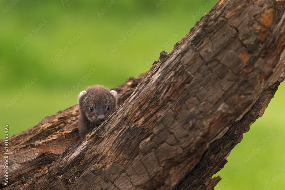 Fisher (Martes pennanti) Kit Peeks Over Branch Fisher (Martes pennanti) Kit Peeks Over Branch