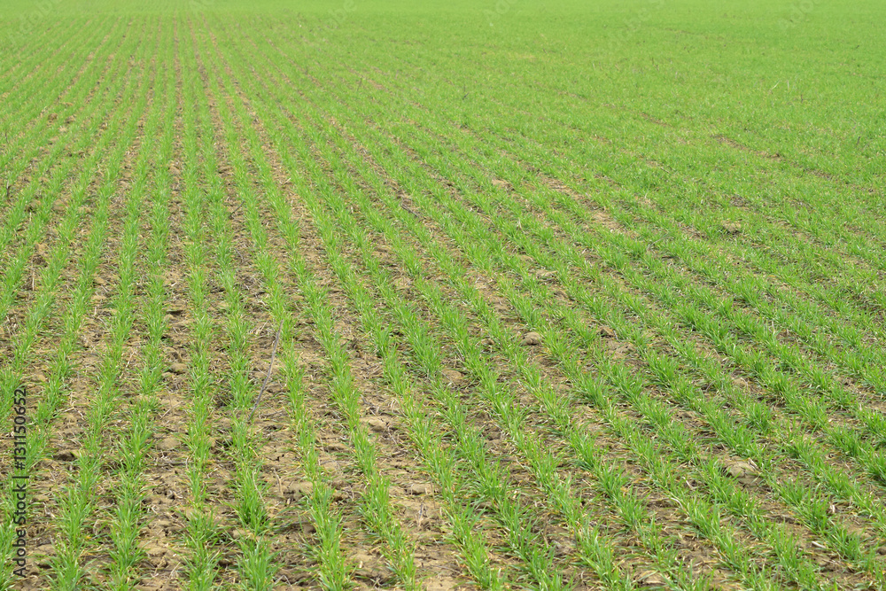 Spring winter wheat field Spring winter wheat field