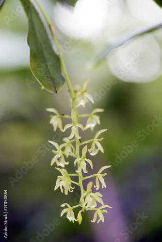 Small and delicate green orchid in its habitat