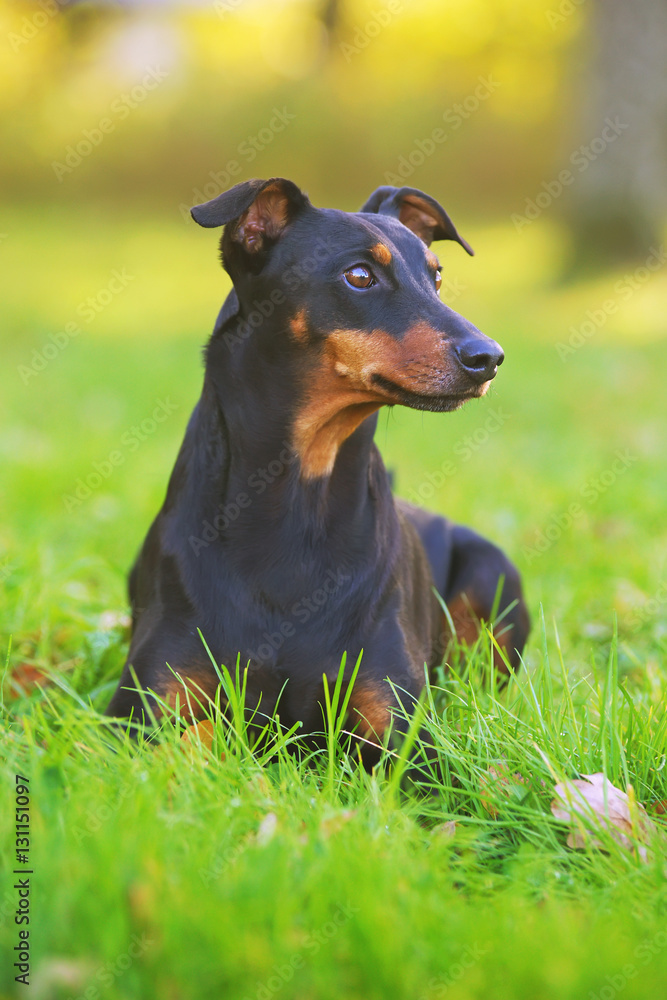 Black and tan German Pinscher dog lying outdoors in a green grass in autumn