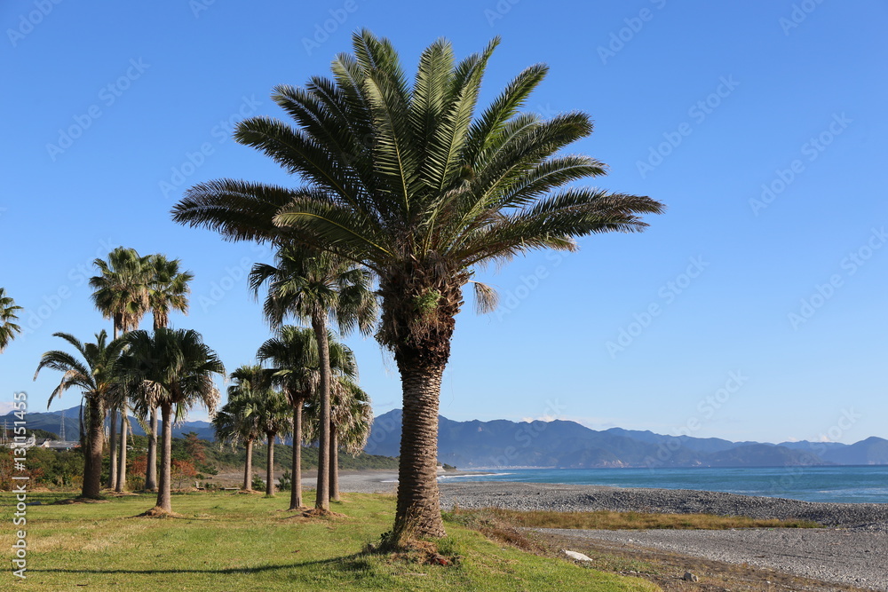 七里御浜のヤシの木