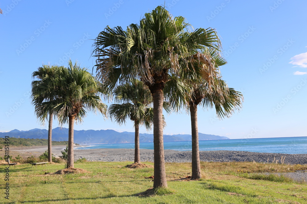 七里御浜のヤシの木 七里御浜のヤシの木