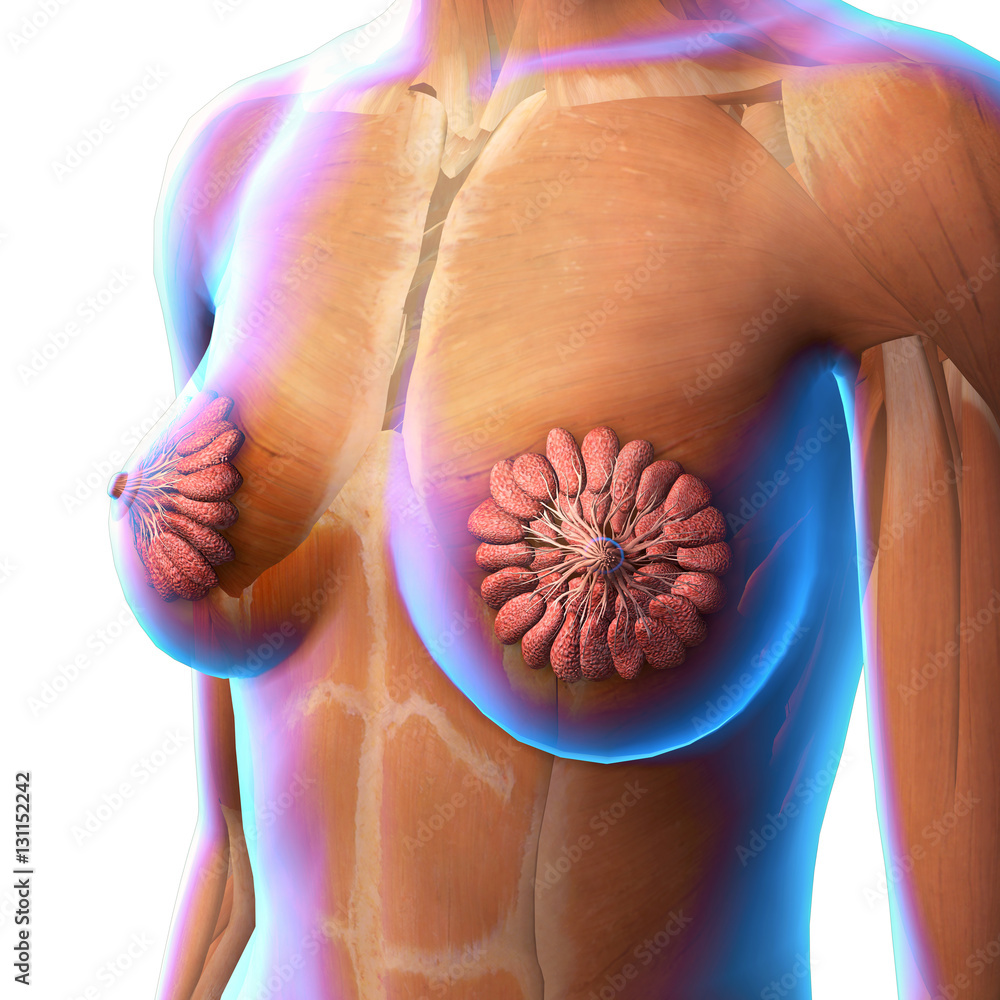 Female Chest and Breast Anatomy X-ray View Stock Illustration
