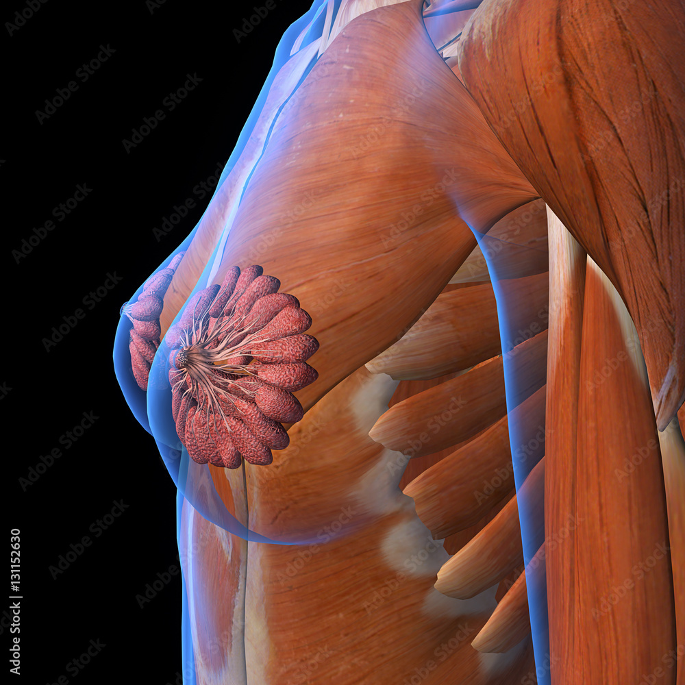 Stock Breast: Normal Anatomy — Illustrated Verdict