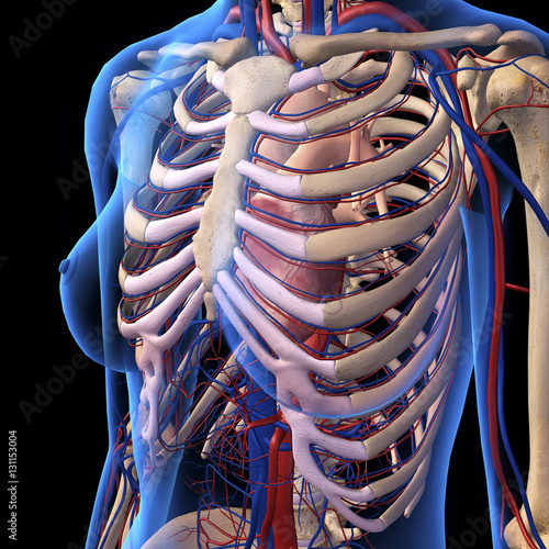 Fényképezés Female Chest, Ribs and Heart in X-ray View