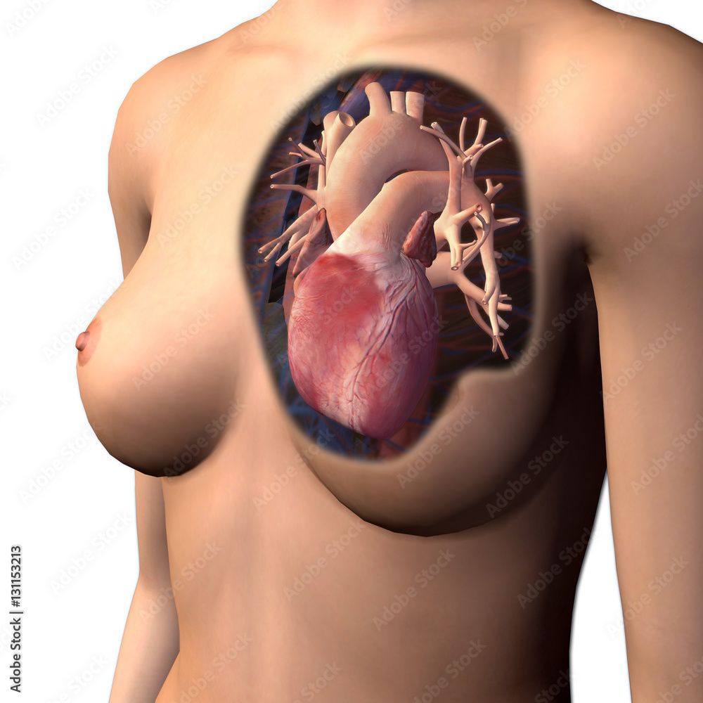 Female Chest with Heart Anatomy Reveled Stock Illustration