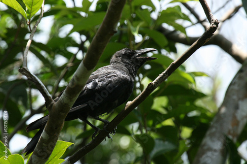 Mariyudo Waterfall Trek, Iriomote Island, Okinawa, Japan