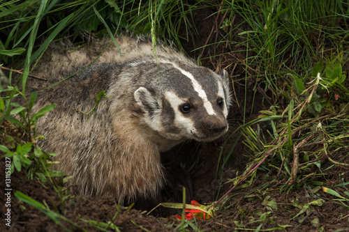 North American Badger (Taxidea taxus) Stands In Den to Right