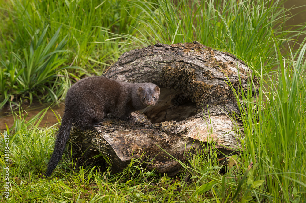 Adult American Mink (Neovison vison) Stands on Edge of Log