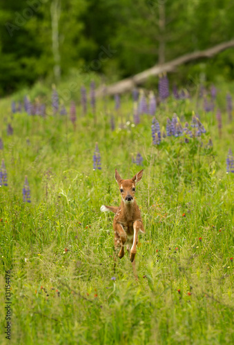 White-Tail Deer Fawn (Odocoileus virginianus) Bounds Through Grass