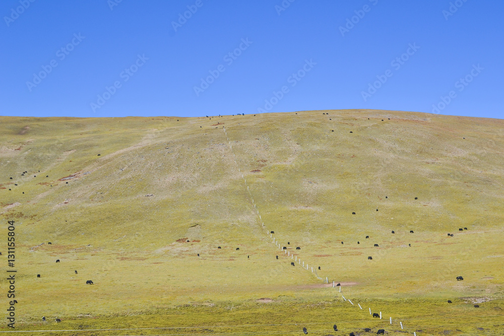 yak on prairie with blue sky