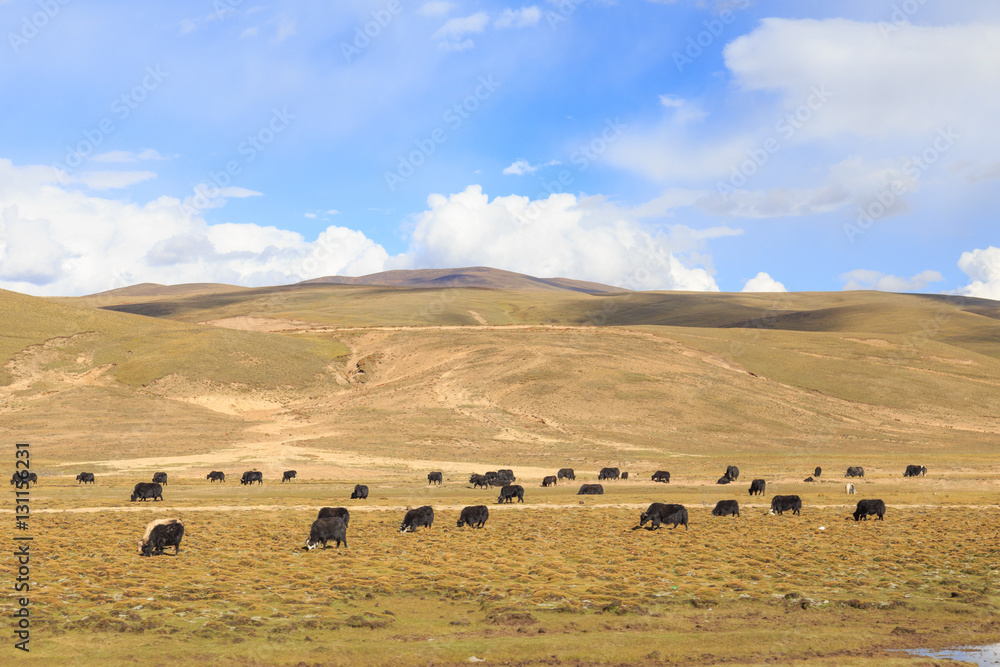 Obraz premium prairie with yak