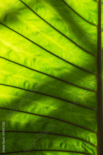 Light and shadow Green Leaf for Background .