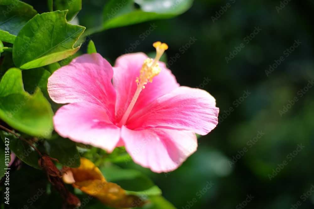 Hibiscus flower in garden Hibiscus flower in garden