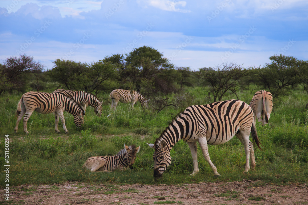 Obraz premium many zebras eating and grazing in the bushes of the park Etosha.