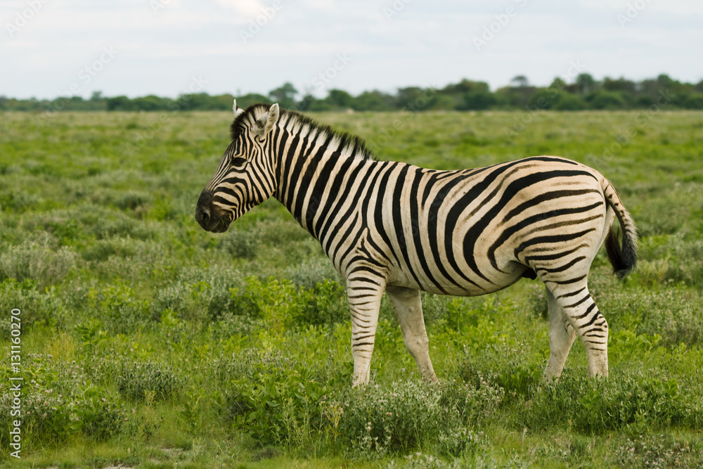 one zebra eating and grazing in the bushes of the park Etosha. one zebra eating and grazing in the bushes of the park Etosha.