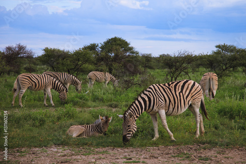 many zebras eating and grazing in the bushes of the park Etosha.