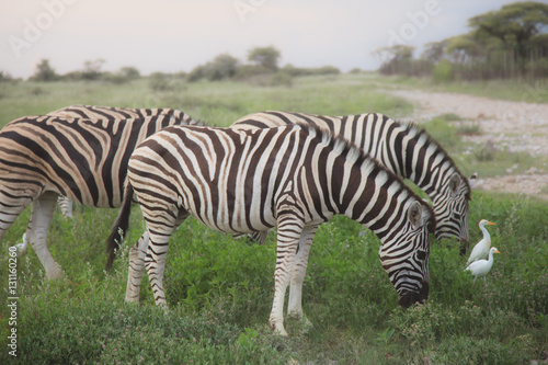 many zebras eating and grazing in the bushes of the park Etosha.