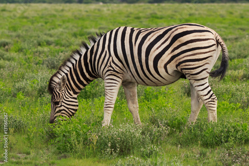 one zebra eating and grazing in the bushes of the park Etosha.