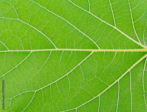 Plant green leaf, taro leaf 