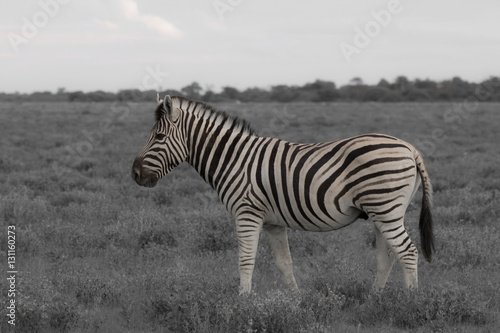 one zebra eating and grazing in the bushes of the park Etosha.