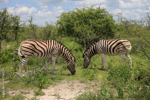 zebras eating and grazing in the bushes of the park Etosha.