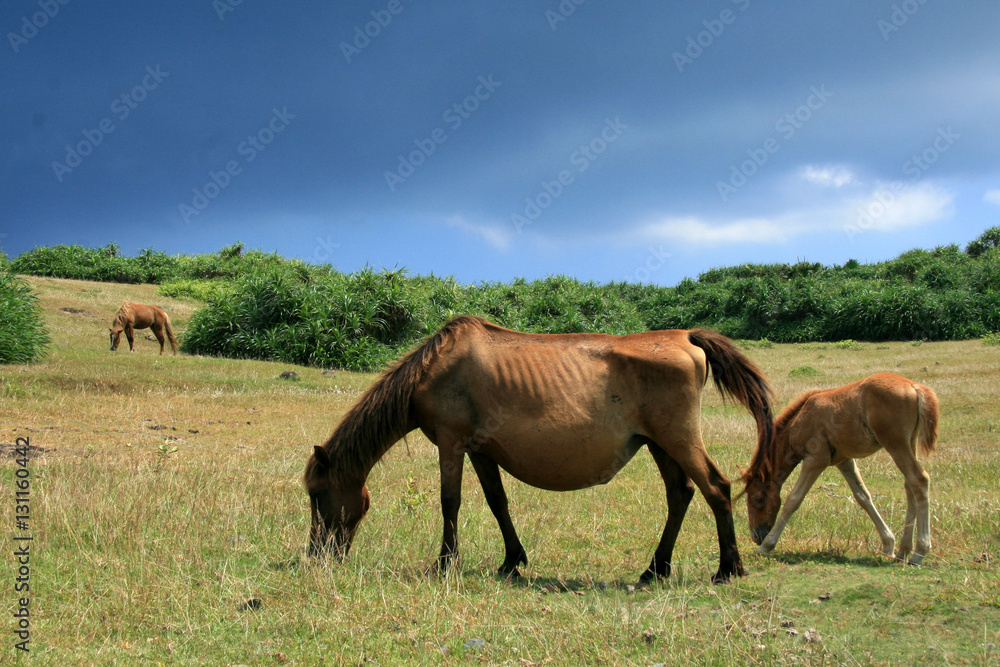 Horse - Yonaguni Island, Okinawa, Japan Horse - Yonaguni Island, Okinawa, Japan