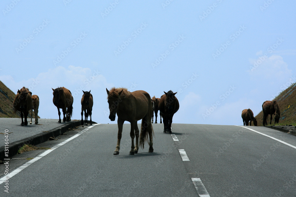 Naklejka premium Horses on Road - Yonaguni Island