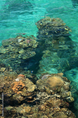 Coral Reef - Yonaguni Island, Okinawa, Japan