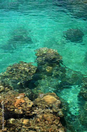 Coral Reef - Yonaguni Island  Okinawa  Japan