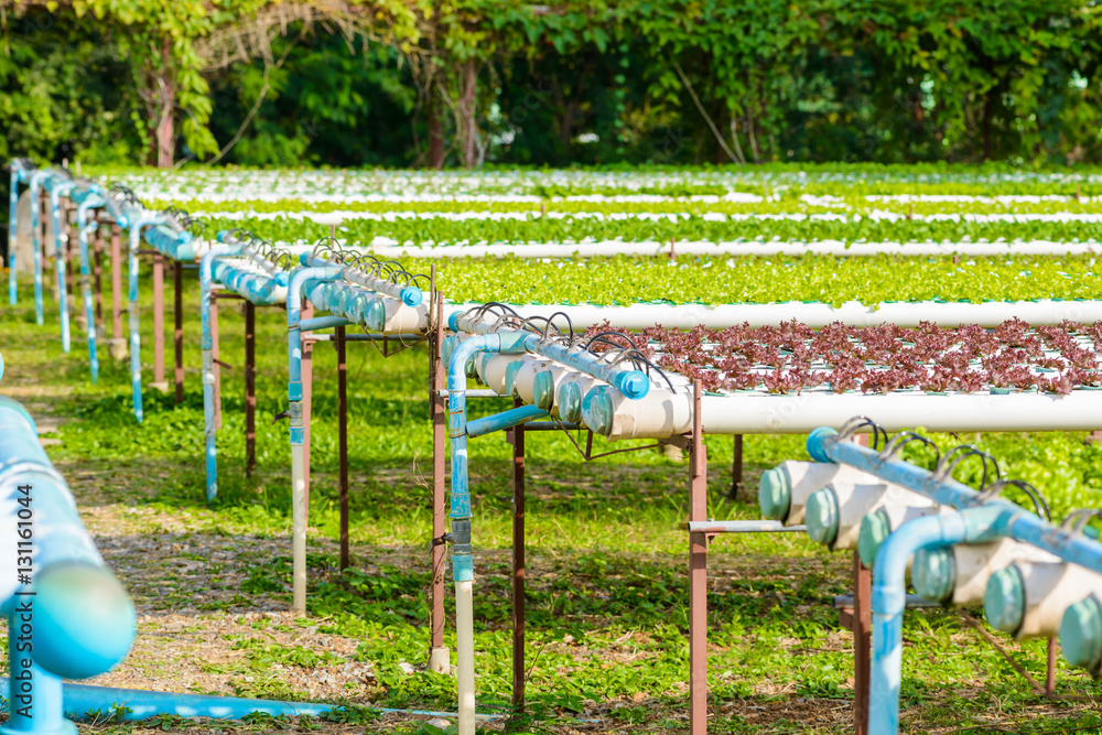 Fototapeta premium Organic hydroponic vegetable cultivation