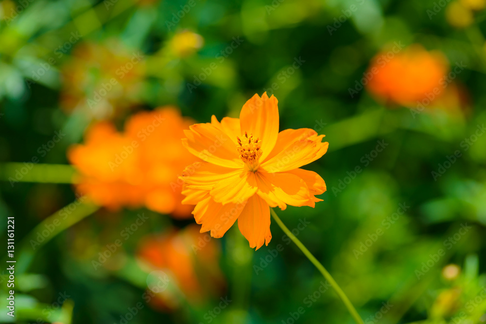 Yellow cosmos flower,Comos spp,Compositae , color process Yellow cosmos flower,Comos spp,Compositae , color process