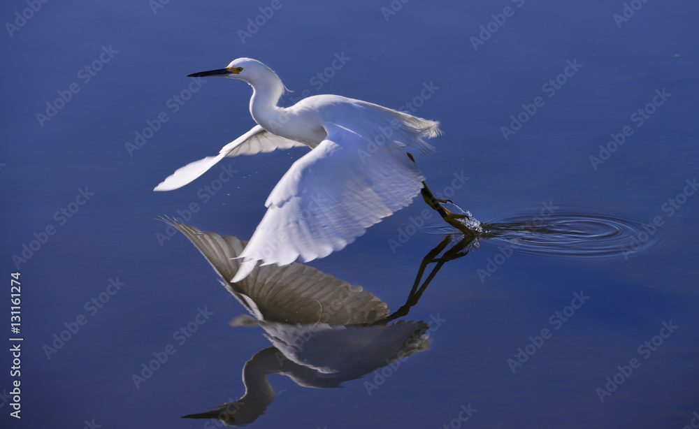 Snowy Egret Snowy Egret