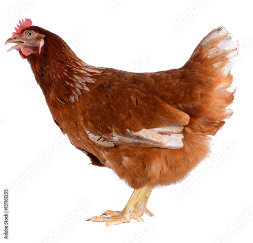 Obraz na plátně Hen eggs isolated on white background.