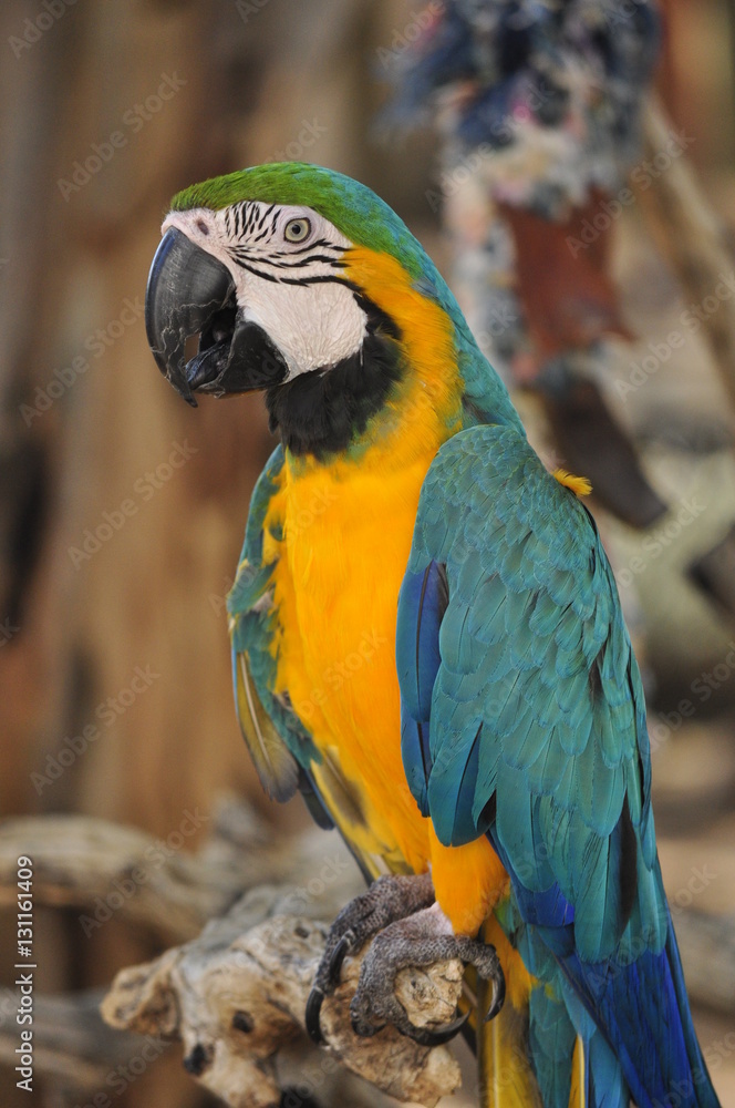 Macaw at Inverdoon, Karoo, South Africa