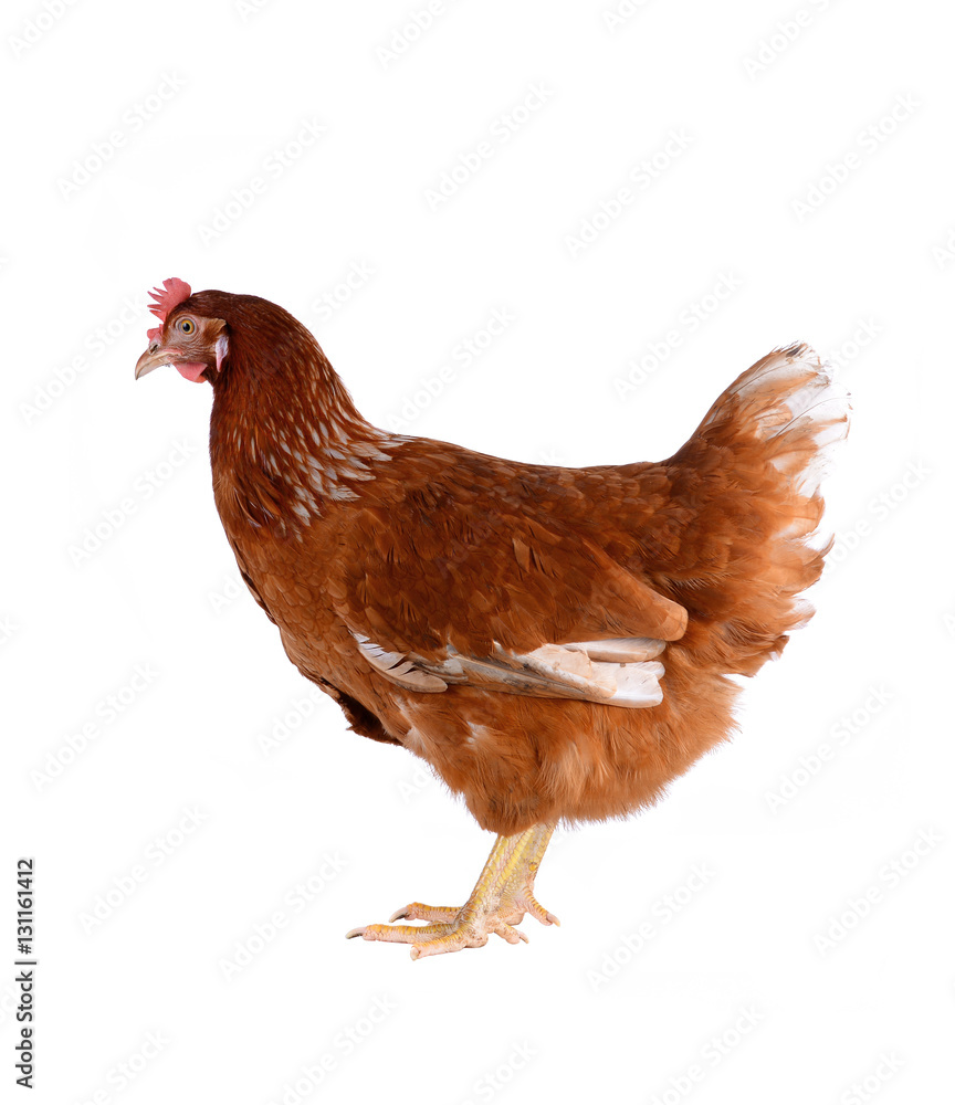 Fototapeta premium Hen eggs isolated on white background.