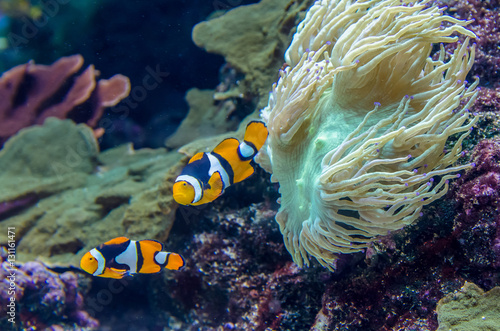 A pair of Amphiprion Percula Clownfish in the aquarium.