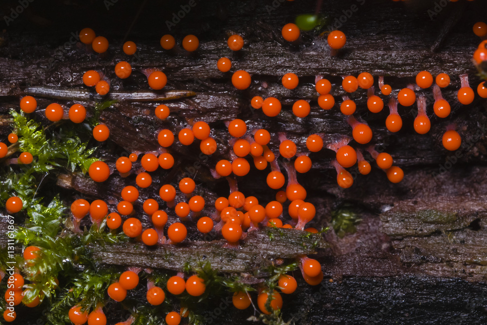 Myxomycota Slime Mold Fungus Trichia Decipiens Macro Selective Focus 