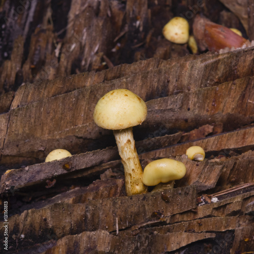 Sulphur Tuft, Hypholoma fasciculare, growing on old wood macro, selective focus, shallow DOF