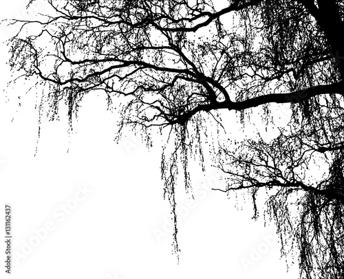 Realistic birch tree branches silhouette (Vector illustration).Eps10