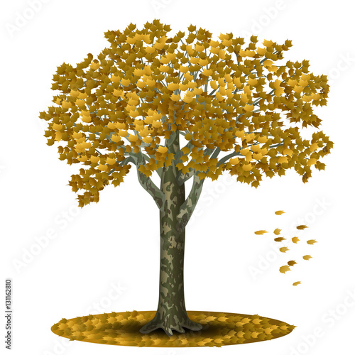 detached tree sycamore with yellow leaves